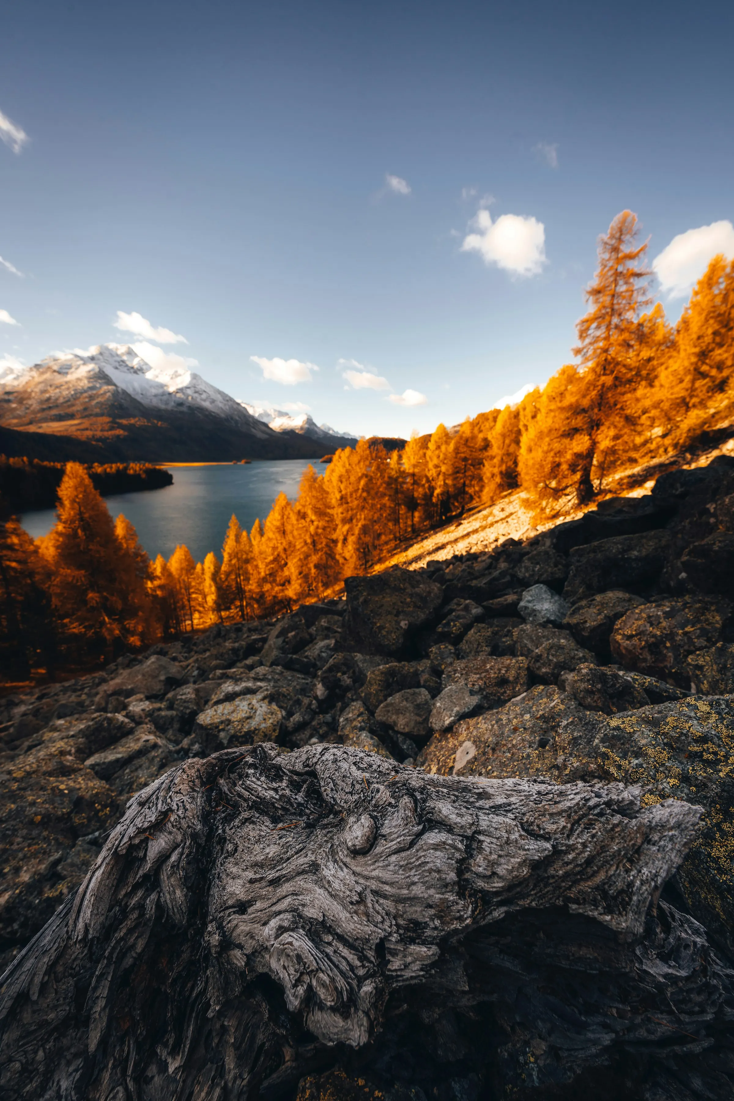 Goldene Lärchen an einem Bergsee im Engadin