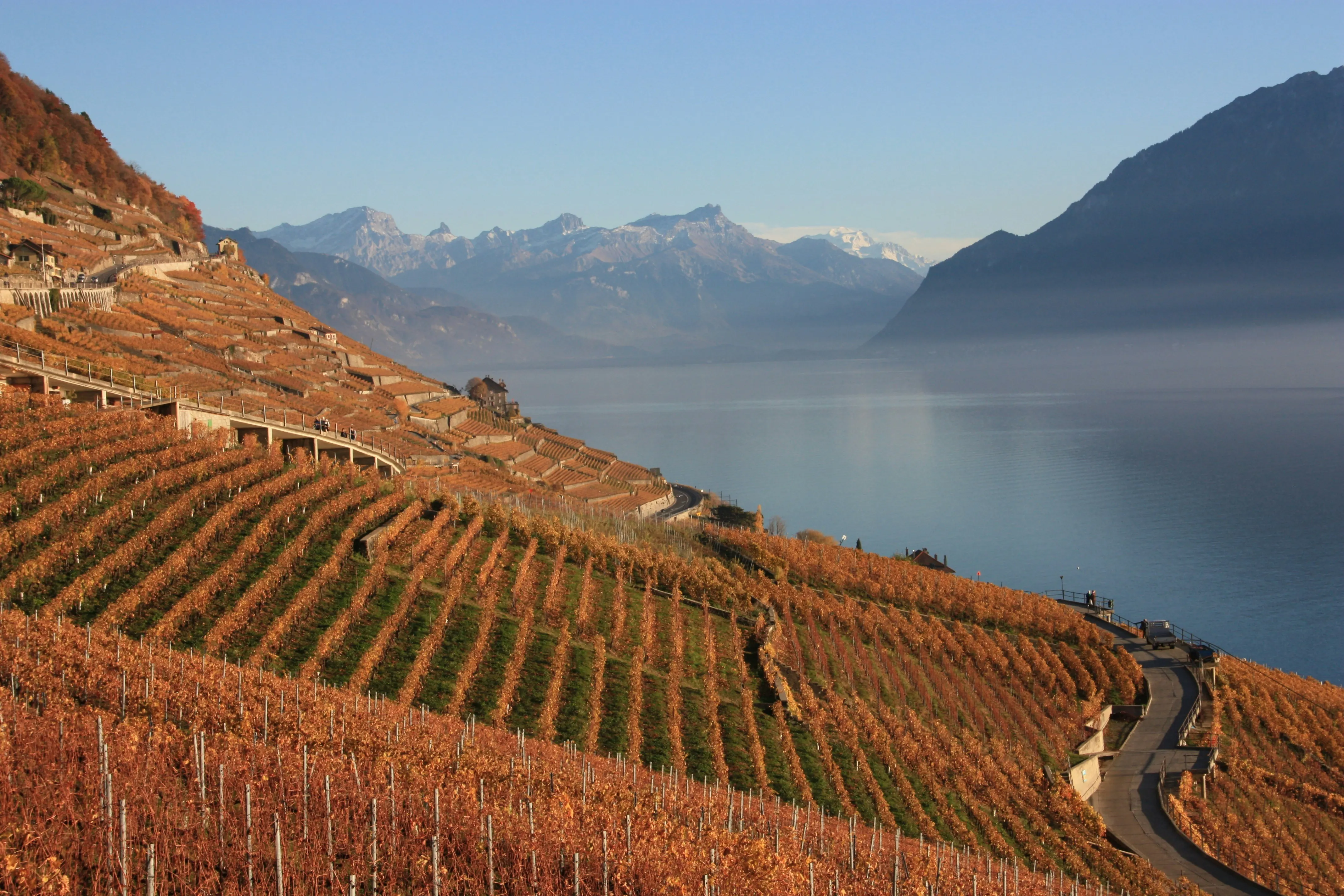 Rebterrassen des Lavaux über dem Genfersee